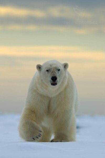 Medvěd lední (Ursus maritimus), Medvěd lední (Ursus maritimus) Polar Bear, Autor: Ondřej Prosický | NaturePhoto.cz, Model: Canon EOS-1D X, Objektiv: EF400mm f/2.8L IS II USM, Ohnisková vzdálenost (EQ35mm): 400 mm, fotografováno z ruky, Clona: 6.3, Doba expozice: 1/800 s, ISO: 100, Kompenzace expozice: +2/3, Blesk: Ne, 16. července 2013 15:57:22, Sjuøyane, Špicberky (Norsko)