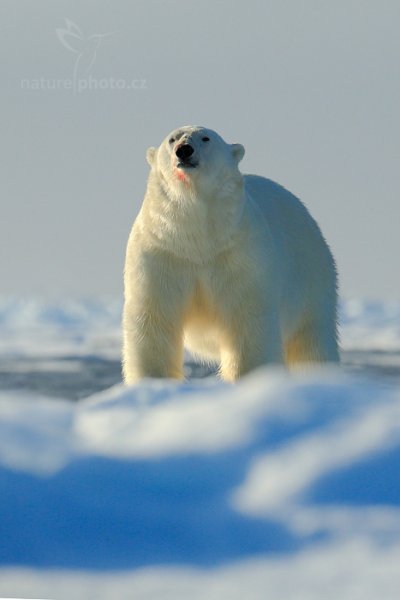 Medvěd lední (Ursus maritimus), Medvěd lední (Ursus maritimus) Polar Bear, Autor: Ondřej Prosický | NaturePhoto.cz, Model: Canon EOS-1D X, Objektiv: EF400mm f/2.8L IS II USM, Ohnisková vzdálenost (EQ35mm): 400 mm, fotografováno z ruky, Clona: 5.0, Doba expozice: 1/8000 s, ISO: 800, Kompenzace expozice: -1, Blesk: Ne, 16. července 2013 22:21:43, Sjuøyane, Špicberky (Norsko)