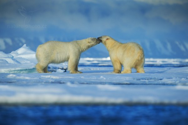 Medvěd lední (Ursus maritimus), Medvěd lední (Ursus maritimus) Polar Bear, Autor: Ondřej Prosický | NaturePhoto.cz, Model: Canon EOS-1D X, Objektiv: EF400mm f/2.8L IS II USM, Ohnisková vzdálenost (EQ35mm): 400 mm, fotografováno z ruky, Clona: 4.5, Doba expozice: 1/1600 s, ISO: 100, Kompenzace expozice: 0, Blesk: Ne, 16. července 2013 23:22:00, Sjuøyane, Špicberky (Norsko)