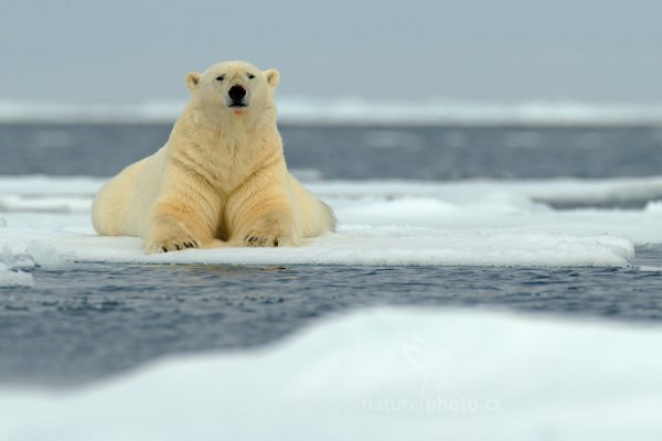 Medvěd lední (Ursus maritimus), Medvěd lední (Ursus maritimus) Polar Bear, Autor: Ondřej Prosický | NaturePhoto.cz, Model: Canon EOS-1D X, Objektiv: EF400mm f/2.8L IS II USM +2x III, Ohnisková vzdálenost (EQ35mm): 800 mm, fotografováno z ruky, Clona: 8.0, Doba expozice: 1/1600 s, ISO: 800, Kompenzace expozice: +1/3, Blesk: Ne, 16. července 2013 15:27:25, Sjuøyane, Špicberky (Norsko)