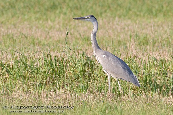 Volavka popelavá (Ardea cinerea), Autor: Ondřej Prosický, Model aparátu: Canon EOS 20D, Objektiv: Canon EF 400mm f/5.6 L USM + TC Kenko SQH 1.5x, Manfrotto 190B + 141RC, Ohnisková vzdálenost: 400.00 mm, Režim měření expozice: Vzorek, Clona: 7.10, Doba expozice: 1/80 s, ISO: 100, Vyvážení expozice: 1.00, Blesk: Ne, Vytvořeno: 10. října 2005 15:32:30, mezi obcemi Kujavy a Pustějov (ČR)