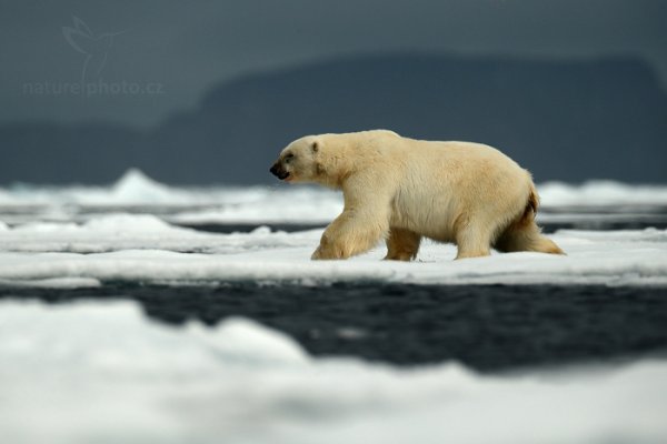 Medvěd lední (Ursus maritimus), Medvěd lední (Ursus maritimus) Polar Bear, Autor: Ondřej Prosický | NaturePhoto.cz, Model: Canon EOS-1D X, Objektiv: EF400mm f/2.8L IS II USM +2x III, Ohnisková vzdálenost (EQ35mm): 800 mm, fotografováno z ruky, Clona: 6.3, Doba expozice: 1/2500 s, ISO: 400, Kompenzace expozice: -1/3, Blesk: Ne, 16. července 2013 15:20:32, Sjuøyane, Špicberky (Norsko)