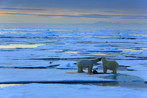 Medvěd lední (Ursus maritimus), Medvěd lední (Ursus maritimus) Polar Bear, Autor: Ondřej Prosický | NaturePhoto.cz, Model: Canon EOS 5D Mark III, Objektiv: EF70-200mm f/2.8L IS II USM, Ohnisková vzdálenost (EQ35mm): 190 mm, fotografováno z ruky, Clona: 13, Doba expozice: 1/40 s, ISO: 200, Kompenzace expozice: +1, Blesk: Ne, 18. července 2013 0:43:52, Sjuøyane, Špicberky (Norsko)