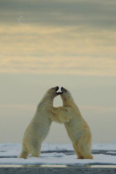 Medvěd lední (Ursus maritimus), Medvěd lední (Ursus maritimus) Polar Bear, Autor: Ondřej Prosický | NaturePhoto.cz, Model: Canon EOS-1D X, Objektiv: EF400mm f/2.8L IS II USM, Ohnisková vzdálenost (EQ35mm): 400 mm, fotografováno z ruky, Clona: 5.0, Doba expozice: 1/2500 s, ISO: 200, Kompenzace expozice: +2/3, Blesk: Ne, 16. července 2013 16:07:50, Sjuøyane, Špicberky (Norsko)