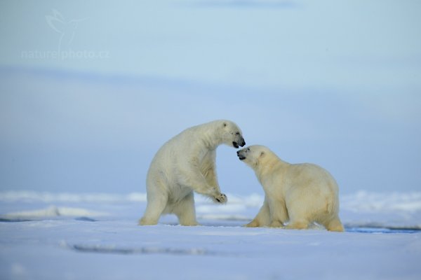 Medvěd lední (Ursus maritimus), Medvěd lední (Ursus maritimus) Polar Bear, Autor: Ondřej Prosický | NaturePhoto.cz, Model: Canon EOS-1D X, Objektiv: EF400mm f/2.8L IS II USM +2x III, Ohnisková vzdálenost (EQ35mm): 800 mm, fotografováno z ruky, Clona: 5.6, Doba expozice: 1/1250 s, ISO: 400, Kompenzace expozice: +1/3, Blesk: Ne, 16. července 2013 23:26:12, Sjuøyane, Špicberky (Norsko)