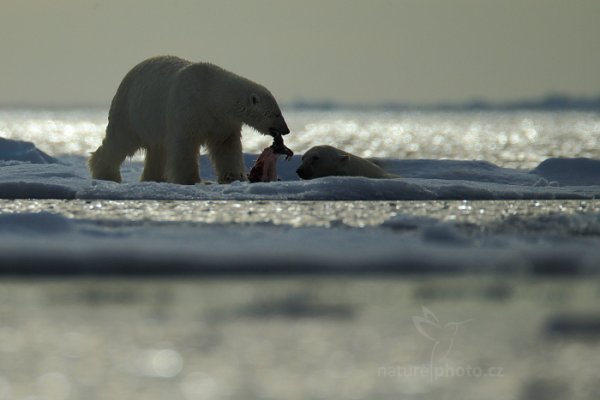 Medvěd lední (Ursus maritimus), Medvěd lední (Ursus maritimus) Polar Bear, Autor: Ondřej Prosický | NaturePhoto.cz, Model: Canon EOS-1D X, Objektiv: EF400mm f/2.8L IS II USM +2x III, Ohnisková vzdálenost (EQ35mm): 800 mm, fotografováno z ruky, Clona: 5.6, Doba expozice: 1/8000 s, ISO: 500, Kompenzace expozice: -1, Blesk: Ne, 16. července 2013 16:56:32, Sjuøyane, Špicberky (Norsko)