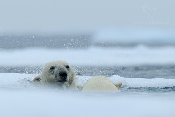 Medvěd lední (Ursus maritimus), Medvěd lední (Ursus maritimus) Polar Bear, Autor: Ondřej Prosický | NaturePhoto.cz, Model: Canon EOS-1D X, Objektiv: EF400mm f/2.8L IS II USM +2x III, Ohnisková vzdálenost (EQ35mm): 800 mm, fotografováno z ruky, Clona: 8.0, Doba expozice: 1/1600 s, ISO: 640, Kompenzace expozice: 0, Blesk: Ne, 16. července 2013 16:27:45, Sjuøyane, Špicberky (Norsko)