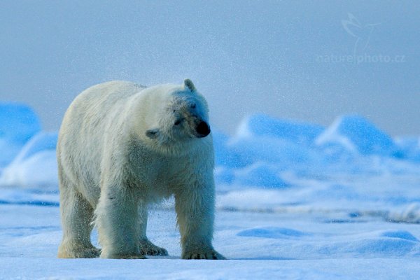 Medvěd lední (Ursus maritimus), Medvěd lední (Ursus maritimus) Polar Bear, Autor: Ondřej Prosický | NaturePhoto.cz, Model: Canon EOS-1D X, Objektiv: EF400mm f/2.8L IS II USM, Ohnisková vzdálenost (EQ35mm): 400 mm, fotografováno z ruky, Clona: 7.1, Doba expozice: 1/4000 s, ISO: 800, Kompenzace expozice: -2/3, Blesk: Ne, 16. července 2013 23:04:11, Sjuøyane, Špicberky (Norsko)