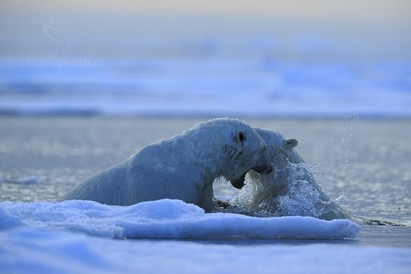 Medvěd lední (Ursus maritimus), Medvěd lední (Ursus maritimus) Polar Bear, Autor: Ondřej Prosický | NaturePhoto.cz, Model: Canon EOS-1D X, Objektiv: EF400mm f/2.8L IS II USM +2x III, Ohnisková vzdálenost (EQ35mm): 800 mm, fotografováno z ruky, Clona: 7.1, Doba expozice: 1/1600 s, ISO: 800, Kompenzace expozice: -2/3, Blesk: Ne, 16. července 2013 23:02:33, Sjuøyane, Špicberky (Norsko)