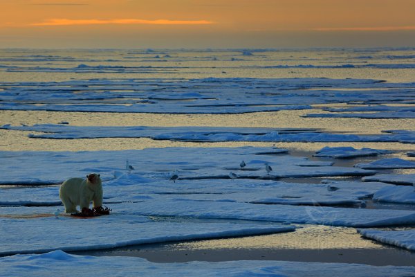 Medvěd lední (Ursus maritimus), Medvěd lední (Ursus maritimus) Polar Bear, Autor: Ondřej Prosický | NaturePhoto.cz, Model: Canon EOS 5D Mark III, Objektiv: EF70-200mm f/2.8L IS II USM, Ohnisková vzdálenost (EQ35mm): 200 mm, fotografováno z ruky, Clona: 3.5, Doba expozice: 1/640 s, ISO: 200, Kompenzace expozice: +2/3, Blesk: Ne, 18. července 2013 0:30:33, Sjuøyane, Špicberky (Norsko)