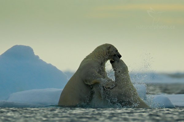 Medvěd lední (Ursus maritimus), Medvěd lední (Ursus maritimus) Polar Bear, Autor: Ondřej Prosický | NaturePhoto.cz, Model: Canon EOS-1D X, Objektiv: EF400mm f/2.8L IS II USM +2x III, Ohnisková vzdálenost (EQ35mm): 800 mm, fotografováno z ruky, Clona: 6.3, Doba expozice: 1/8000 s, ISO: 800, Kompenzace expozice: 0, Blesk: Ne, 16. července 2013 16:38:21, Sjuøyane, Špicberky (Norsko)