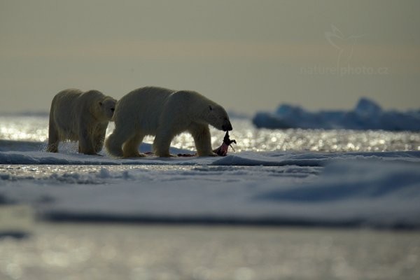 Medvěd lední (Ursus maritimus), Medvěd lední (Ursus maritimus) Polar Bear, Autor: Ondřej Prosický | NaturePhoto.cz, Model: Canon EOS-1D X, Objektiv: EF400mm f/2.8L IS II USM +2x III, Ohnisková vzdálenost (EQ35mm): 800 mm, fotografováno z ruky, Clona: 5.6, Doba expozice: 1/8000 s, ISO: 500, Kompenzace expozice: -1, Blesk: Ne, 16. července 2013 16:56:39, Sjuøyane, Špicberky (Norsko)