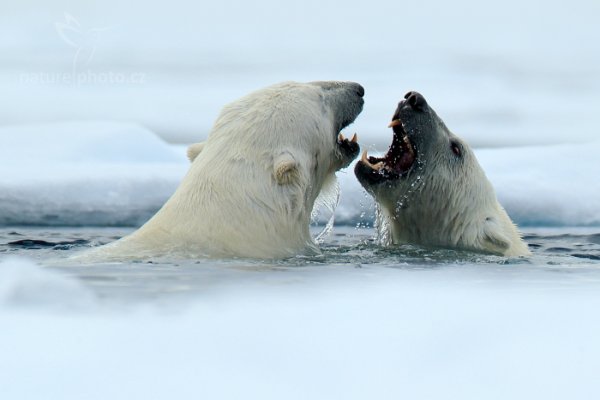 Medvěd lední (Ursus maritimus), Medvěd lední (Ursus maritimus) Polar Bear, Autor: Ondřej Prosický | NaturePhoto.cz, Model: Canon EOS-1D X, Objektiv: EF400mm f/2.8L IS II USM +2x III, Ohnisková vzdálenost (EQ35mm): 800 mm, fotografováno z ruky, Clona: 8.0, Doba expozice: 1/1250 s, ISO: 640, Kompenzace expozice: +2/3, Blesk: Ne, 16. července 2013 16:12:52, Sjuøyane, Špicberky (Norsko)