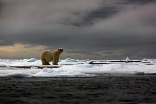 Medvěd lední (Ursus maritimus), Medvěd lední (Ursus maritimus) Polar Bear, Autor: Ondřej Prosický | NaturePhoto.cz, Model: Canon EOS 5D Mark III, Objektiv: EF70-200mm f/2.8L IS II USM, Ohnisková vzdálenost (EQ35mm): 125 mm, fotografováno z ruky, Clona: 4.5, Doba expozice: 1/4000 s, ISO: 400, Kompenzace expozice: +2/3, Blesk: Ne, 17. července 2013 15:58:45, Sjuøyane, Špicberky (Norsko)