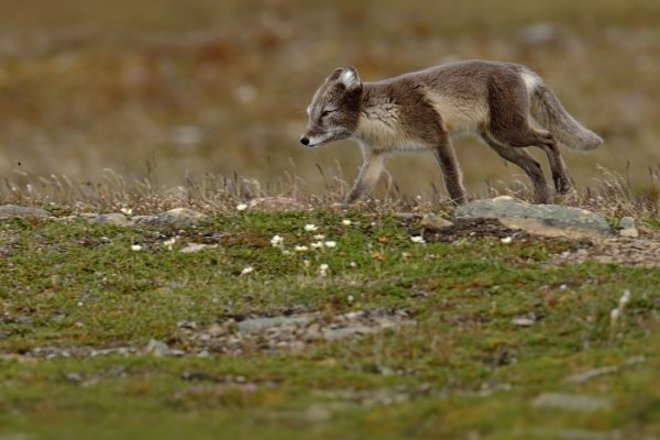 Liška polární (Vulpes lagopus), Liška polární (Vulpes lagopus) Arctic Fox, Autor: Ondřej Prosický | NaturePhoto.cz, Model: Canon EOS-1D X, Objektiv: EF400mm f/2.8L IS II USM +2x III, Ohnisková vzdálenost (EQ35mm): 800 mm, fotografováno z ruky, Clona: 8.0, Doba expozice: 1/400 s, ISO: 800, Kompenzace expozice: -1, Blesk: Ne, 25. července 2013 21:07:06, Lyngyaerbyen, Špicberky (Norsko)