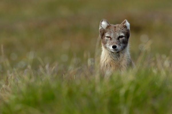 Liška polární (Vulpes lagopus), Liška polární (Vulpes lagopus) Arctic Fox, Autor: Ondřej Prosický | NaturePhoto.cz, Model: Canon EOS-1D X, Objektiv: EF400mm f/2.8L IS II USM, Ohnisková vzdálenost (EQ35mm): 400 mm, fotografováno z ruky, Clona: 6.3, Doba expozice: 1/320 s, ISO: 500, Kompenzace expozice: 0, Blesk: Ne, 25. července 2013 21:30:14, Lyngyaerbyen, Špicberky (Norsko)