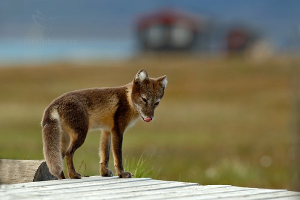 Liška polární (Vulpes lagopus), Liška polární (Vulpes lagopus) Arctic Fox, Autor: Ondřej Prosický | NaturePhoto.cz, Model: Canon EOS-1D X, Objektiv: EF400mm f/2.8L IS II USM, Ohnisková vzdálenost (EQ35mm): 400 mm, fotografováno z ruky, Clona: 6.3, Doba expozice: 1/320 s, ISO: 500, Kompenzace expozice: +1/3, Blesk: Ne, 25. července 2013 21:29:46, Lyngyaerbyen, Špicberky (Norsko)