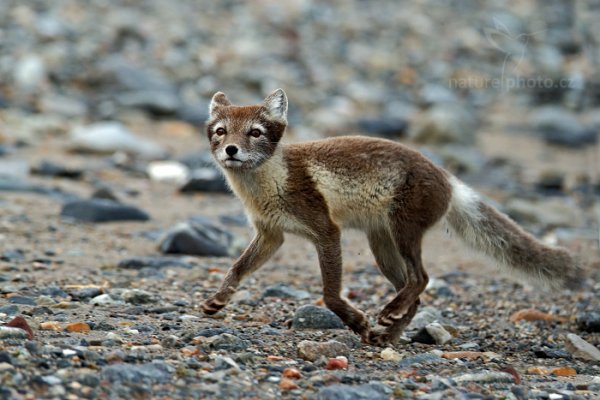 Liška polární (Vulpes lagopus), Liška polární (Vulpes lagopus) Arctic Fox, Autor: Ondřej Prosický | NaturePhoto.cz, Model: Canon EOS-1D X, Objektiv: EF400mm f/2.8L IS II USM +2x III, Ohnisková vzdálenost (EQ35mm): 800 mm, fotografováno z ruky, Clona: 6.3, Doba expozice: 1/500 s, ISO: 1600, Kompenzace expozice: -1/3, Blesk: Ne, 24. července 2013 0:09:16, Kongsfjorden, Špicberky (Norsko)