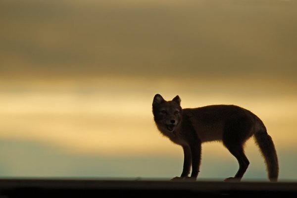 Liška polární (Vulpes lagopus), Liška polární (Vulpes lagopus) Arctic Fox, Autor: Ondřej Prosický | NaturePhoto.cz, Model: Canon EOS-1D X, Objektiv: EF400mm f/2.8L IS II USM, Ohnisková vzdálenost (EQ35mm): 400 mm, fotografováno z ruky, Clona: 5.0, Doba expozice: 1/8000 s, ISO: 500, Kompenzace expozice: +1/3, Blesk: Ne, 25. července 2013 21:26:33, Lyngyaerbyen, Špicberky (Norsko)