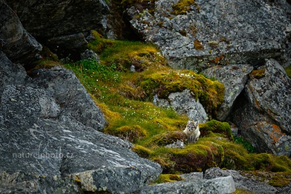 Liška polární (Vulpes lagopus), Liška polární (Vulpes lagopus) Arctic Fox, Autor: Ondřej Prosický | NaturePhoto.cz, Model: Canon EOS-1D X, Objektiv: EF400mm f/2.8L IS II USM, Ohnisková vzdálenost (EQ35mm): 400 mm, fotografováno z ruky, Clona: 3.5, Doba expozice: 1/500 s, ISO: 320, Kompenzace expozice: +1/3, Blesk: Ne, 24. července 2013 16:32:00, Protektorfjellet, Špicberky (Norsko)