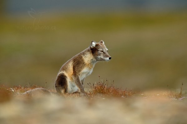 Liška polární (Vulpes lagopus), Liška polární (Vulpes lagopus) Arctic Fox, Autor: Ondřej Prosický | NaturePhoto.cz, Model: Canon EOS-1D X, Objektiv: EF400mm f/2.8L IS II USM +2x III, Ohnisková vzdálenost (EQ35mm): 800 mm, fotografováno z ruky, Clona: 7.1, Doba expozice: 1/500 s, ISO: 800, Kompenzace expozice: -1, Blesk: Ne, 25. července 2013 21:10:38, Lyngyaerbyen, Špicberky (Norsko)