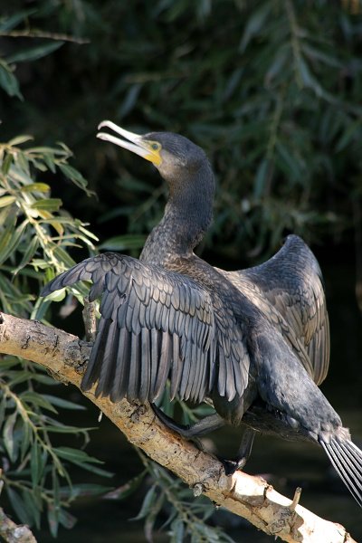 Kormorán velký (Phalacrocorax carbo), Kormorán velký (Phalacrocorax carbo), Pygmy Cormorant, Zwergscharbe, Autor: Ondřej Prosický, Model aparátu: Canon EOS 300D DIGITAL, Canon EF 75-300 f/3.5-4.6 IS USM Ohnisková vzdálenost: 300.00 mm, Clona: 6.30, Doba expozice: 1/640 s, ISO: 100, Vyvážení expozice: -0.33, Blesk: Ne, Třeboňsko (ČR) 
