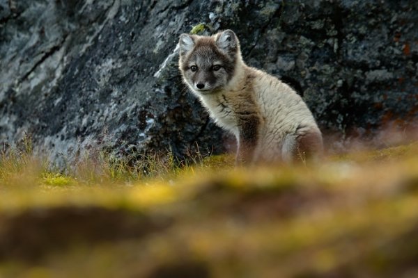 Liška polární (Vulpes lagopus), Liška polární (Vulpes lagopus) Arctic Fox, Autor: Ondřej Prosický | NaturePhoto.cz, Model: Canon EOS-1D X, Objektiv: EF400mm f/2.8L IS II USM +2x III, Ohnisková vzdálenost (EQ35mm): 800 mm, fotografováno z ruky, Clona: 7.1, Doba expozice: 1/500 s, ISO: 500, Kompenzace expozice: -1 1/3, Blesk: Ne, 24. července 2013 16:39:43, Protektorfjellet, Špicberky (Norsko)