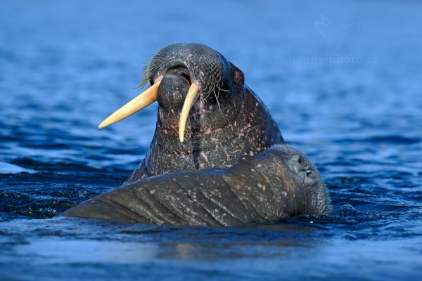 Mrož lední (Odobenus rosmarus), Mrož lední (Odobenus rosmarus) Walrus, Autor: Ondřej Prosický | NaturePhoto.cz, Model: Canon EOS-1D X, Objektiv: EF400mm f/2.8L IS II USM, Ohnisková vzdálenost (EQ35mm): 400 mm, fotografováno z ruky, Clona: 7.1, Doba expozice: 1/1600 s, ISO: 400, Kompenzace expozice: 0, Blesk: Ne, 17. července 2013 9:35:11, Sjuøyane, Špicberky (Norsko)