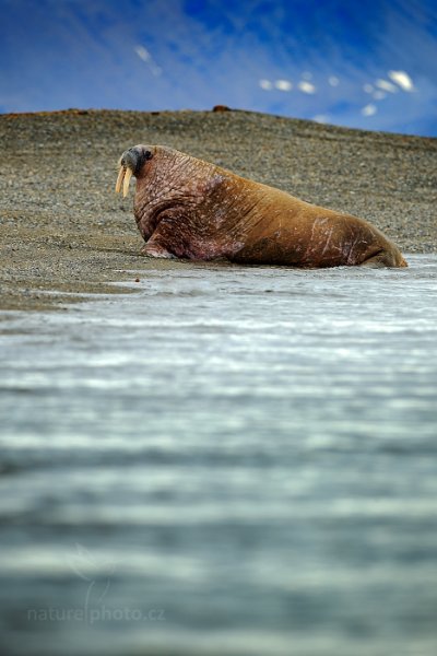 Mrož lední (Odobenus rosmarus), Mrož lední (Odobenus rosmarus) Walrus, Autor: Ondřej Prosický | NaturePhoto.cz, Model: Canon EOS-1D X, Objektiv: EF400mm f/2.8L IS II USM, Ohnisková vzdálenost (EQ35mm): 400 mm, fotografováno z ruky, Clona: 4.5, Doba expozice: 1/400 s, ISO: 200, Kompenzace expozice: +1 1/3, Blesk: Ne, 24. července 2013 9:30:25, Poolepynten, Špicberky (Norsko)