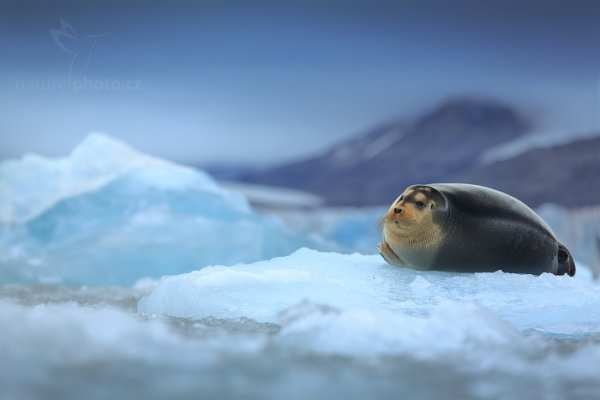 Tuleň vousatý (Erignathus barbatus), Tuleň vousatý (Erignathus barbatus) Bearded Seal, Autor: Ondřej Prosický | NaturePhoto.cz, Model: Canon EOS 5D Mark III, Objektiv: EF70-200mm f/2.8L IS II USM, Ohnisková vzdálenost (EQ35mm): 200 mm, fotografováno z ruky, Clona: 4.0, Doba expozice: 1/125 s, ISO: 400, Kompenzace expozice: +2/3, Blesk: Ne, 24. července 2013 1:36:46, Kongsbreen, Špicberky (Norsko)