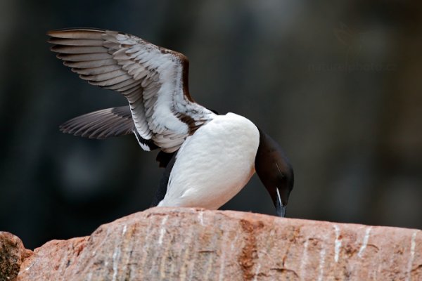 Alkoun tlustozobý (Uria lomvia), Alkoun tlustozobý (Uria lomvia) Brünnich&#039;s Guillemot, Autor: Ondřej Prosický | NaturePhoto.cz, Model: Canon EOS-1D X, Objektiv: EF400mm f/2.8L IS II USM, Ohnisková vzdálenost (EQ35mm): 400 mm, fotografováno z ruky, Clona: 5.0, Doba expozice: 1/1000 s, ISO: 1600, Kompenzace expozice: -1, Blesk: Ne, 22. července 2013 0:06:17, Alkefjellet, Špicberky (Norsko)