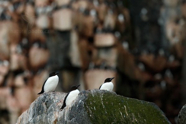 Alkoun tlustozobý (Uria lomvia), Alkoun tlustozobý (Uria lomvia) Brünnich&#039;s Guillemot, Autor: Ondřej Prosický | NaturePhoto.cz, Model: Canon EOS-1D X, Objektiv: EF400mm f/2.8L IS II USM, fotografováno z ruky, Clona: 5.0, Doba expozice: 1/3200 s, ISO: 2000, Kompenzace expozice: -1 1/3, Blesk: Ne, Vytvořeno: 22. července 2013 0:18:35, Alkefjellet, Špicberky (Norsko)