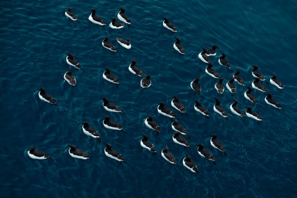 Alkoun tlustozobý (Uria lomvia), Alkoun tlustozobý (Uria lomvia) Brünnich&#039;s Guillemot, Autor: Ondřej Prosický | NaturePhoto.cz, Model: Canon EOS-1D X, Objektiv: EF70-200mm f/2.8L IS II USM, fotografováno z ruky, Clona: 5.6, Doba expozice: 1/160 s, ISO: 1000, Kompenzace expozice: -2/3, Blesk: Ne, Vytvořeno: 21. července 2013 21:58:18, Alkefjellet, Špicberky (Norsko)