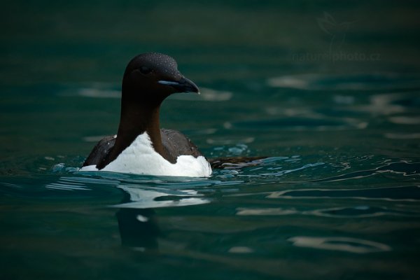 Alkoun tlustozobý (Uria lomvia), Alkoun tlustozobý (Uria lomvia) Brünnich&#039;s Guillemot, Autor: Ondřej Prosický | NaturePhoto.cz, Model: Canon EOS-1D X, Objektiv: EF400mm f/2.8L IS II USM, Ohnisková vzdálenost (EQ35mm): 400 mm, fotografováno z ruky, Clona: 5.6, Doba expozice: 1/1600 s, ISO: 2000, Kompenzace expozice: -2/3, Blesk: Ne, 21. července 2013 23:28:29, Alkefjellet, Špicberky (Norsko)