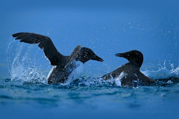 Alkoun tlustozobý (Uria lomvia), Alkoun tlustozobý (Uria lomvia) Brünnich&#039;s Guillemot, Autor: Ondřej Prosický | NaturePhoto.cz, Model: Canon EOS-1D X, Objektiv: EF400mm f/2.8L IS II USM, Ohnisková vzdálenost (EQ35mm): 400 mm, fotografováno z ruky, Clona: 4.0, Doba expozice: 1/8000 s, ISO: 1600, Kompenzace expozice: -1 1/3, Blesk: Ne, 22. července 2013 0:45:58, Alkefjellet, Špicberky (Norsko)