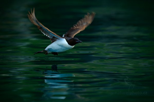 Alkoun tlustozobý (Uria lomvia), Alkoun tlustozobý (Uria lomvia) Brünnich&#039;s Guillemot, Autor: Ondřej Prosický | NaturePhoto.cz, Model: Canon EOS-1D X, Objektiv: EF400mm f/2.8L IS II USM, fotografováno z ruky, Clona: 5.0, Doba expozice: 1/800 s, ISO: 1600, Kompenzace expozice: -1, Blesk: Ne, Vytvořeno: 22. července 2013 0:55:11, Alkefjellet, Špicberky (Norsko)