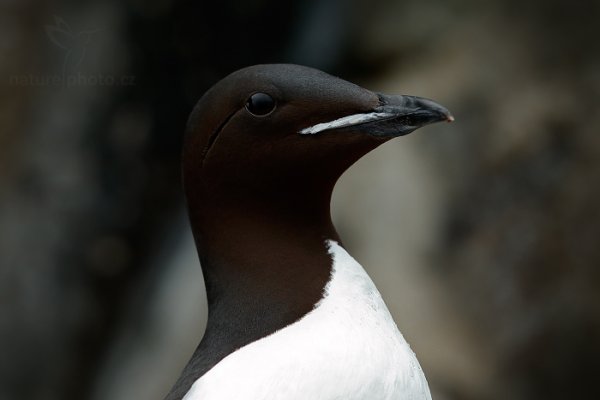 Alkoun tlustozobý (Uria lomvia), Alkoun tlustozobý (Uria lomvia) Brünnich&#039;s Guillemot, Autor: Ondřej Prosický | NaturePhoto.cz, Model: Canon EOS-1D X, Objektiv: EF400mm f/2.8L IS II USM, Ohnisková vzdálenost (EQ35mm): 400 mm, fotografováno z ruky, Clona: 6.3, Doba expozice: 1/250 s, ISO: 1600, Kompenzace expozice: -1, Blesk: Ne, 22. července 2013 0:03:19, Alkefjellet, Špicberky (Norsko)