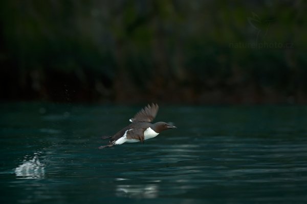 Alkoun tlustozobý (Uria lomvia), Alkoun tlustozobý (Uria lomvia) Brünnich&#039;s Guillemot, Autor: Ondřej Prosický | NaturePhoto.cz, Model: Canon EOS-1D X, Objektiv: EF400mm f/2.8L IS II USM, Ohnisková vzdálenost (EQ35mm): 400 mm, fotografováno z ruky, Clona: 4.5, Doba expozice: 1/800 s, ISO: 1600, Kompenzace expozice: -1, Blesk: Ne, 21. července 2013 23:47:10, Alkefjellet, Špicberky (Norsko)