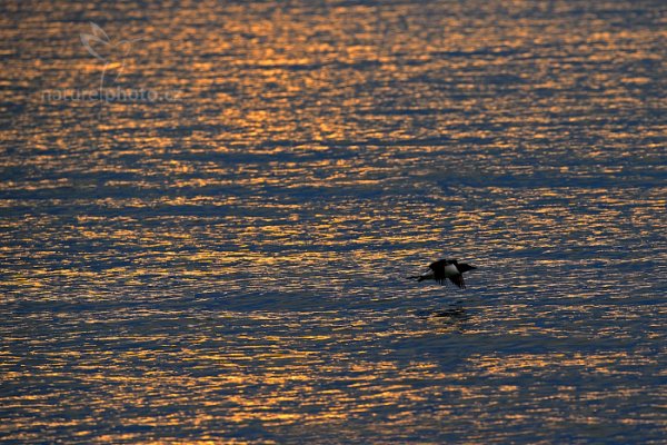 Alkoun tlustozobý (Uria lomvia), Alkoun tlustozobý (Uria lomvia) Brünnich&#039;s Guillemot, Autor: Ondřej Prosický | NaturePhoto.cz, Model: Canon EOS-1D X, Objektiv: EF400mm f/2.8L IS II USM, Ohnisková vzdálenost (EQ35mm): 400 mm, fotografováno z ruky, Clona: 5.0, Doba expozice: 1/2000 s, ISO: 1000, Kompenzace expozice: +1/3, Blesk: Ne, 21. července 2013 22:49:46, Alkefjellet, Špicberky (Norsko)