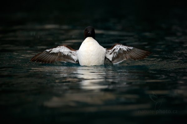 Alkoun tlustozobý (Uria lomvia), Alkoun tlustozobý (Uria lomvia) Brünnich&#039;s Guillemot, Autor: Ondřej Prosický | NaturePhoto.cz, Model: Canon EOS-1D X, Objektiv: EF400mm f/2.8L IS II USM, Ohnisková vzdálenost (EQ35mm): 400 mm, fotografováno z ruky, Clona: 4.5, Doba expozice: 1/3200 s, ISO: 1600, Kompenzace expozice: -1, Blesk: Ne, 21. července 2013 23:40:51, Alkefjellet, Špicberky (Norsko)