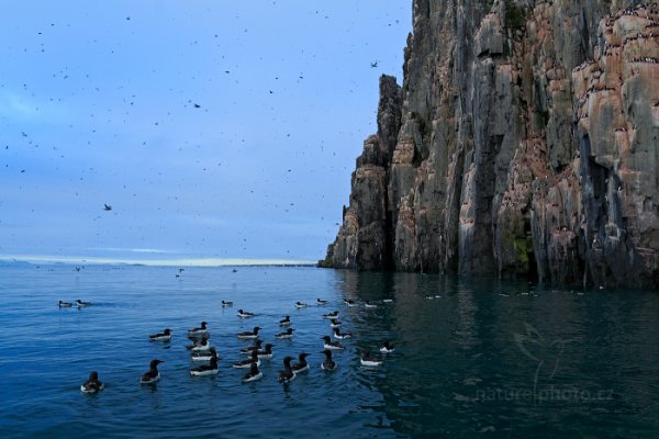 Alkoun tlustozobý (Uria lomvia), Alkoun tlustozobý (Uria lomvia) Brünnich&#039;s Guillemot, Autor: Ondřej Prosický | NaturePhoto.cz, Model: Canon EOS 5D Mark III, Objektiv: EF24mm f/1.4L II USM, Ohnisková vzdálenost (EQ35mm): 24 mm, fotografováno z ruky, Clona: 7.1, Doba expozice: 1/160 s, ISO: 640, Kompenzace expozice: 0, Blesk: Ne, 21. července 2013 23:44:26, Alkefjellet, Špicberky (Norsko)