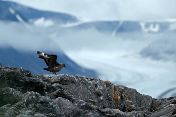 Chaluha velká (Stercorarius skua), Chaluha velká (Stercorarius skua) Great Skua, Autor: Ondřej Prosický | NaturePhoto.cz, Model: Canon EOS-1D X, Objektiv: EF400mm f/2.8L IS II USM, Ohnisková vzdálenost (EQ35mm): 400 mm, fotografováno z ruky, Clona: 6.3, Doba expozice: 1/640 s, ISO: 1000, Kompenzace expozice: +2/3, Blesk: Ne, 23. července 2013 23:26:57, Kongsbreen, Špicberky (Norsko)