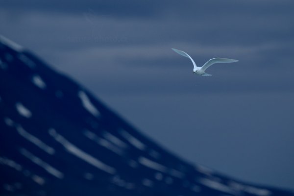 Racek sněžní (Pagophila eburnea), Racek sněžní (Pagophila eburnea) Ivory Gull, Autor: Ondřej Prosický | NaturePhoto.cz, Model: Canon EOS-1D X, Objektiv: EF400mm f/2.8L IS II USM, Ohnisková vzdálenost (EQ35mm): 400 mm, fotografováno z ruky, Clona: 5.0, Doba expozice: 1/1000 s, ISO: 640, Kompenzace expozice: 0, Blesk: Ne, 22. července 2013 23:31:42, Monacobreen, Špicberky (Norsko)