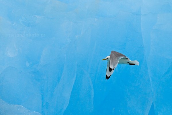 Racek tříprstý (Rissa tridactyla), Racek tříprstý (Rissa tridactyla) Black-legged Kittiwake, Autor: Ondřej Prosický | NaturePhoto.cz, Model: Canon EOS-1D X, Objektiv: Canon EF 400mm f/2.8 L IS II USM, fotografováno z ruky, Clona: 8.0, Doba expozice: 1/2000 s, ISO: 400, Kompenzace expozice: +2/3, Blesk: Ne, Vytvořeno: 15. července 2013 11:18:05, Krossfjorden, Špicberky (Norsko