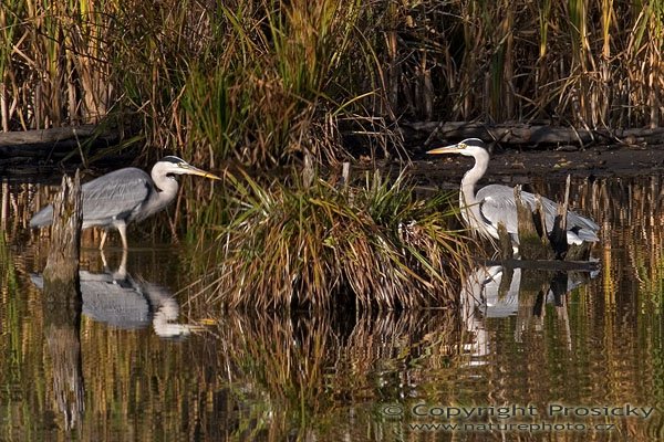 Volavka popelavá (Ardea cinerea), Autor: Ondřej Prosický, Model aparátu: Canon EOS 20D, Objektiv: Canon EF 400mm f/5.6 L USM + TC Kenko SQH 1.5x, Manfrotto 190B + 141RC, Ohnisková vzdálenost: 400.00 mm, Režim měření expozice: Průměr, Clona: 10.00, Doba expozice: 1/100 s, ISO: 100, Vyvážení expozice: -1.00, Blesk: Ne, Vytvořeno: 27. října 2005 14:59:41, Praha - Dolní Počernice (ČR)