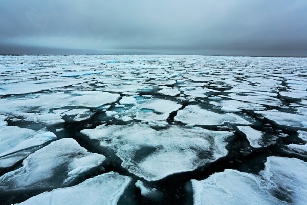 Plovoucí led v Arktidě, Sjuøyane, Špicberky (Norsko)
