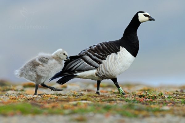 Berneška bělolící (Branta leucopsis), Berneška bělolící (Branta leucopsis) Barnacle Goose, Autor: Ondřej Prosický | NaturePhoto.cz, Model: Canon EOS-1D X, Objektiv: EF400mm f/2.8L IS II USM +2x III, Ohnisková vzdálenost (EQ35mm): 800 mm, fotografováno z ruky, Clona: 9.0, Doba expozice: 1/200 s, ISO: 800, Kompenzace expozice: -2/3, Blesk: Ne, 26. července 2013 19:28:42, Lyngyaerbyen, Špicberky (Norsko)