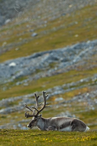 Sob polární  (Rangifer tarandus), Sob polární  (Rangifer tarandus) Svalbard Reindeer, Autor: Ondřej Prosický | NaturePhoto.cz, Model: Canon EOS-1D X, Objektiv: EF400mm f/2.8L IS II USM, Ohnisková vzdálenost (EQ35mm): 400 mm, fotografováno z ruky, Clona: 7.1, Doba expozice: 1/320 s, ISO: 200, Kompenzace expozice: 0, Blesk: Ne, 24. července 2013 16:24:11, Protektorfjellet, Špicberky (Norsko)