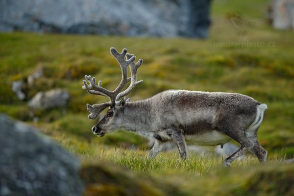 Sob polární  (Rangifer tarandus), Sob polární  (Rangifer tarandus) Svalbard Reindeer, Autor: Ondřej Prosický | NaturePhoto.cz, Model: Canon EOS-1D X, Objektiv: EF400mm f/2.8L IS II USM, Ohnisková vzdálenost (EQ35mm): 400 mm, fotografováno z ruky, Clona: 2.8, Doba expozice: 1/1000 s, ISO: 200, Kompenzace expozice: +1/3, Blesk: Ne, 24. července 2013 16:08:08, Protektorfjellet, Špicberky (Norsko)
