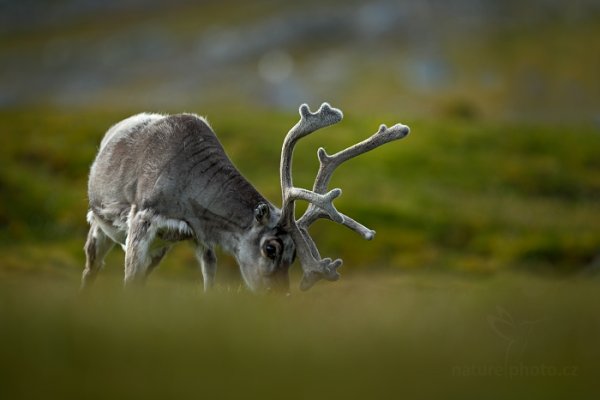 Sob polární  (Rangifer tarandus), Sob polární  (Rangifer tarandus) Svalbard Reindeer, Autor: Ondřej Prosický | NaturePhoto.cz, Model: Canon EOS-1D X, Objektiv: EF400mm f/2.8L IS II USM, Ohnisková vzdálenost (EQ35mm): 400 mm, fotografováno z ruky, Clona: 2.8, Doba expozice: 1/1250 s, ISO: 200, Kompenzace expozice: 0, Blesk: Ne, 24. července 2013 16:06:26, Protektorfjellet, Špicberky (Norsko)